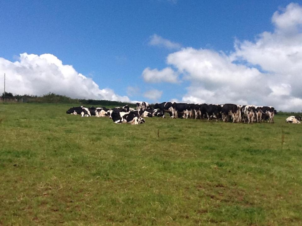 North Hollacombe Farm Crediton Eksteriør billede